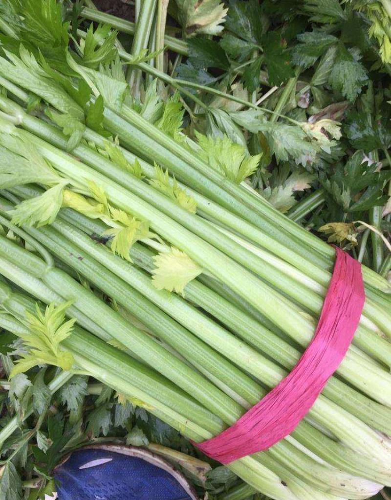 新玻璃脆芹种子芹菜种子蔬菜种子菜园种植质地脆嫩纤维少
