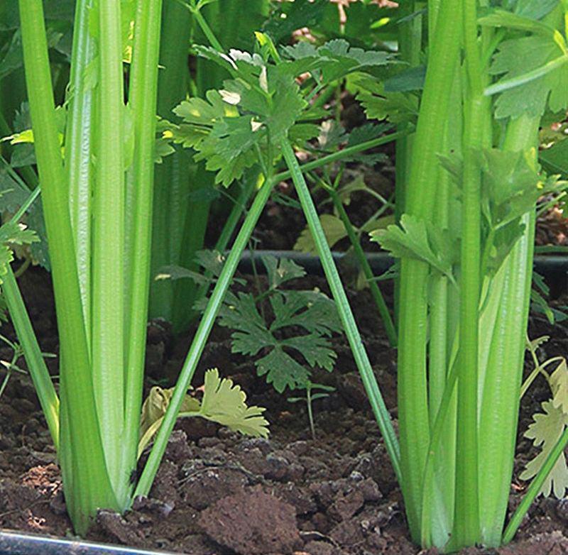 新玻璃脆芹种子芹菜种子蔬菜种子菜园种植质地脆嫩纤维少
