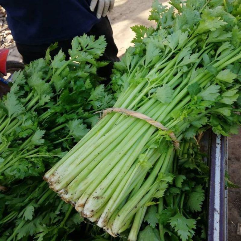 韩育文图拉西芹种子芹菜种子实芹种子四季小香芹种籽老品种芹