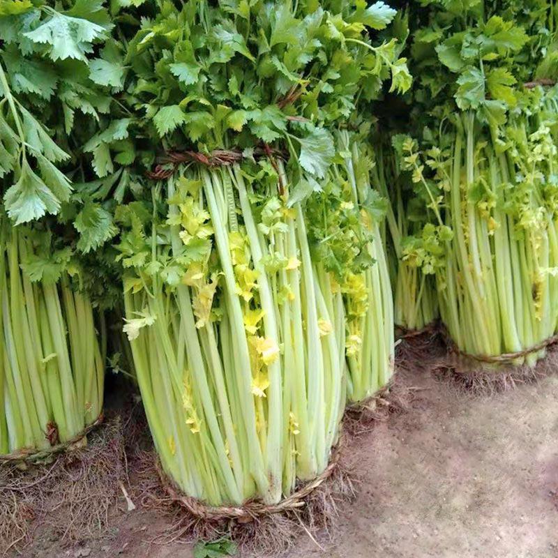 韩育文图拉西芹种子芹菜种子实芹种子四季小香芹种籽老品种芹
