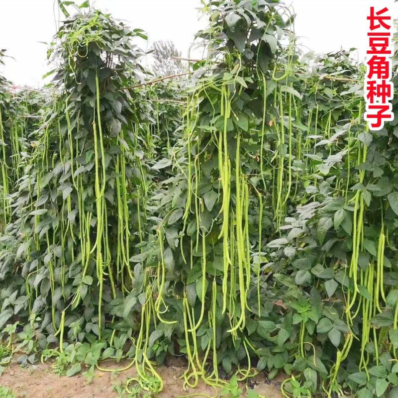 晓富宝2号帝王豇豆种籽早熟高产春秋播耐热顺直农家长豆角种