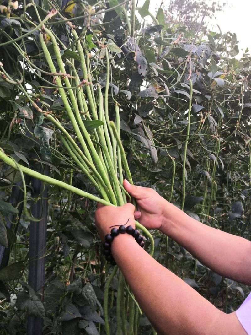 晓富宝2号帝王豇豆种籽早熟高产春秋播耐热顺直农家长豆角种