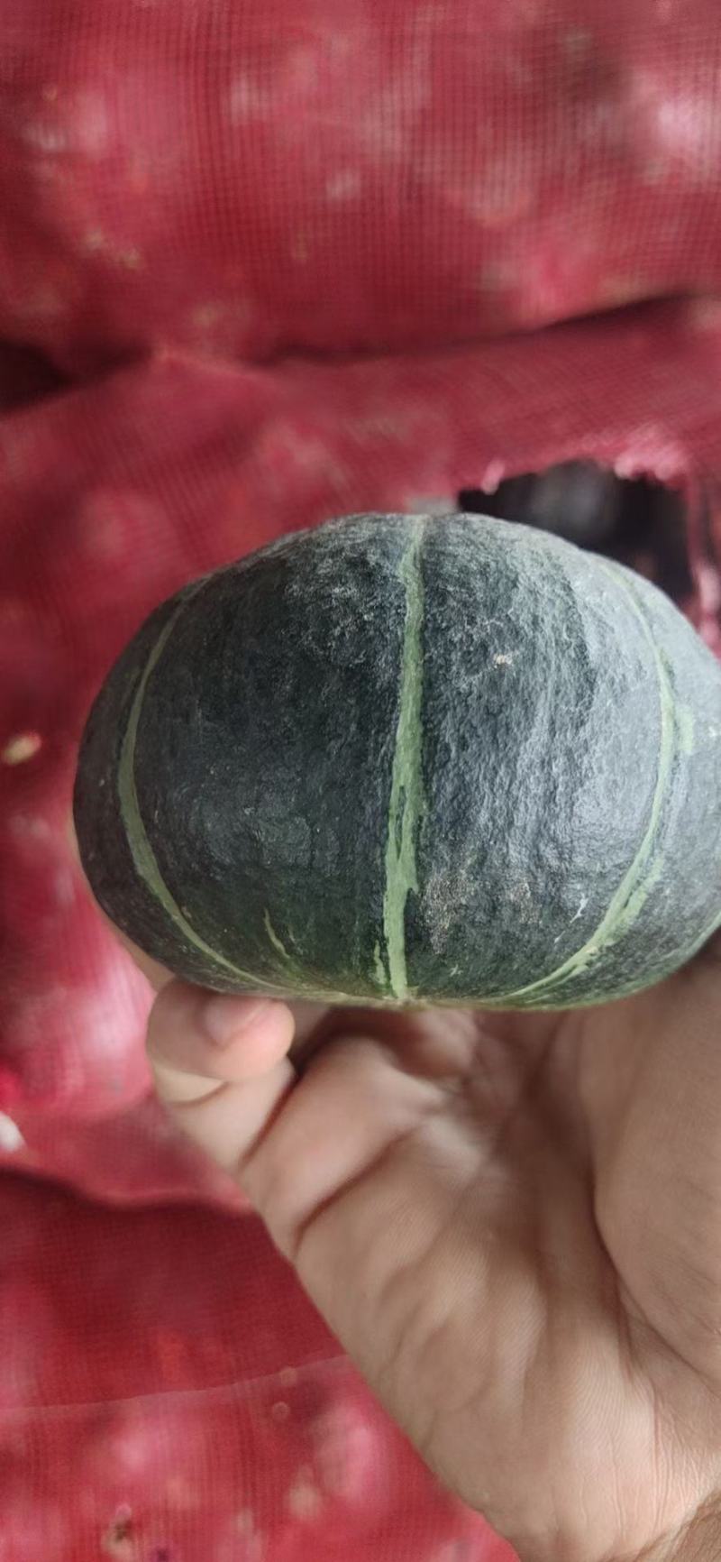 贝贝南瓜大量上市，有需要的联系我，常年供应电商，市场，超