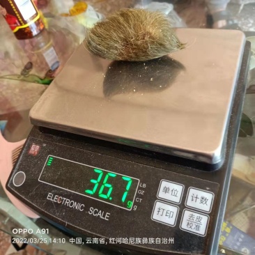 猪宝《猪砂》