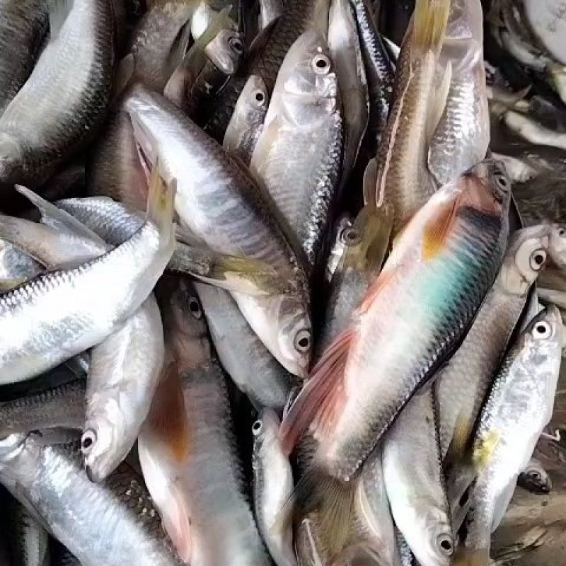 马口白鱼大嘴马口
