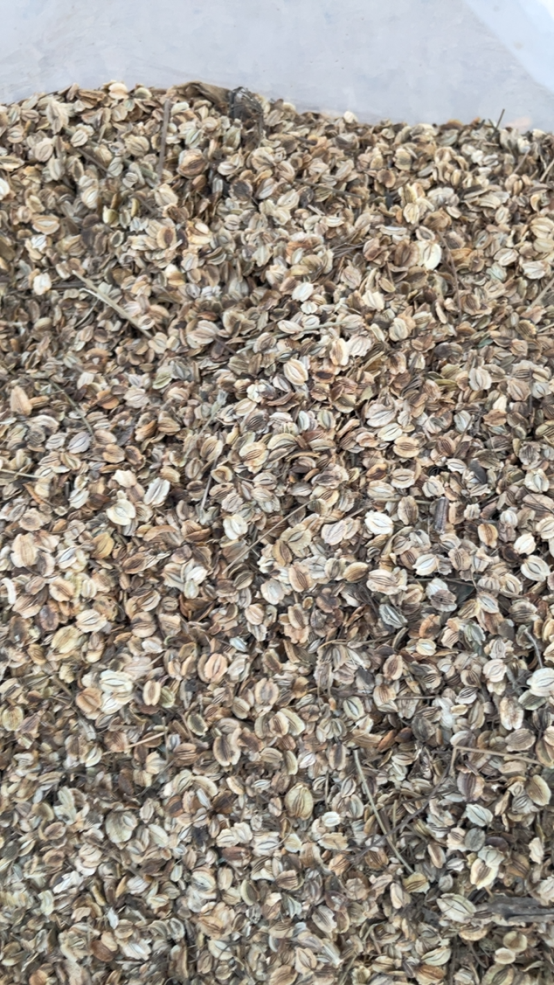 白芷种子亳州地产药材白芷包出芽率可签订合同