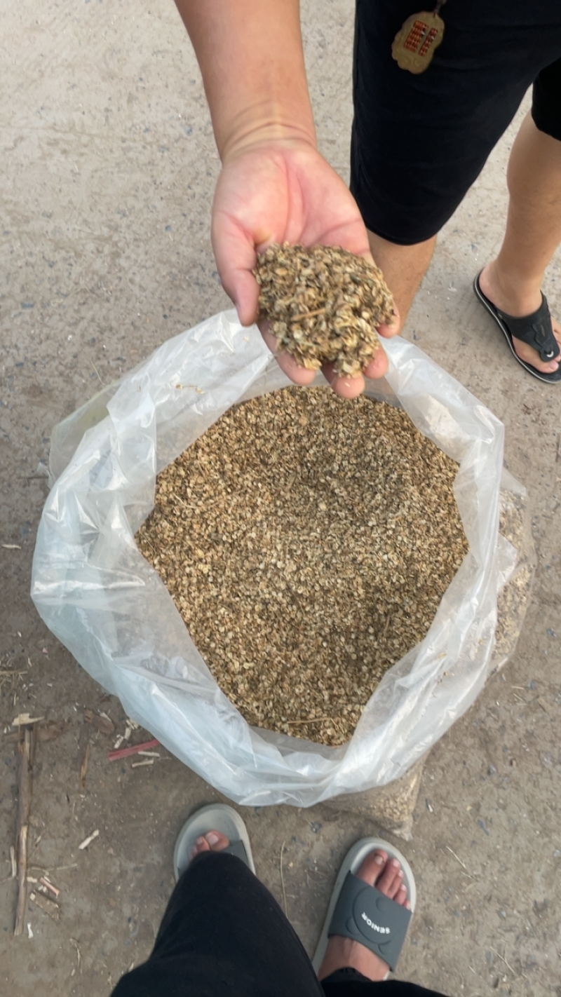 白芷种子亳州地产药材白芷包出芽率可签订合同