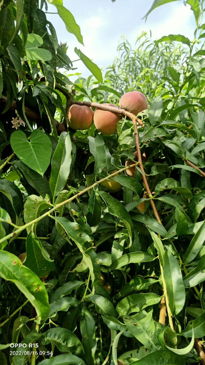 全红蜜桃产地直发一首货源离核沙土地种植口感蜜甜颜色鲜艳