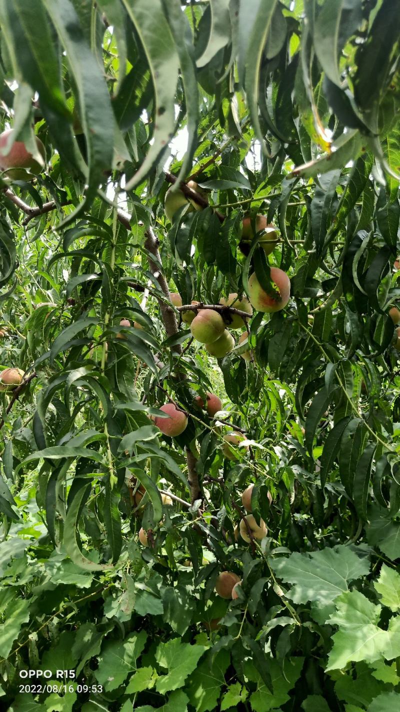 全红蜜桃产地直发一首货源离核沙土地种植口感蜜甜颜色鲜艳