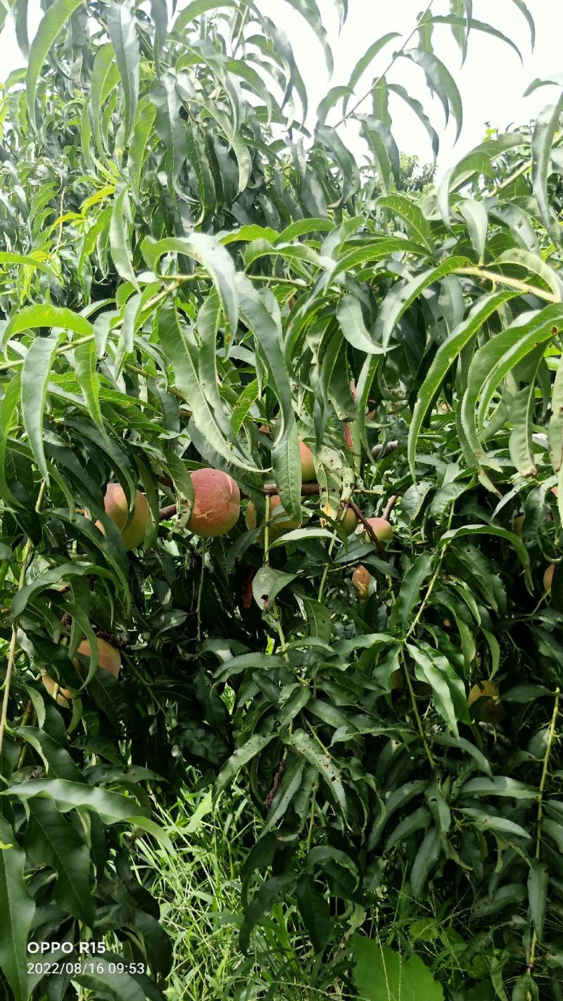 全红蜜桃产地直发一首货源离核沙土地种植口感蜜甜颜色鲜艳