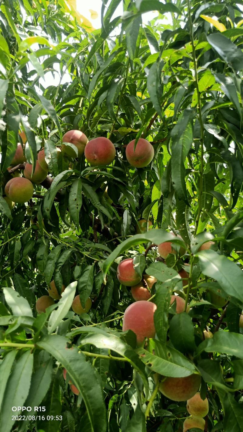 全红蜜桃产地直发一首货源离核沙土地种植口感蜜甜颜色鲜艳
