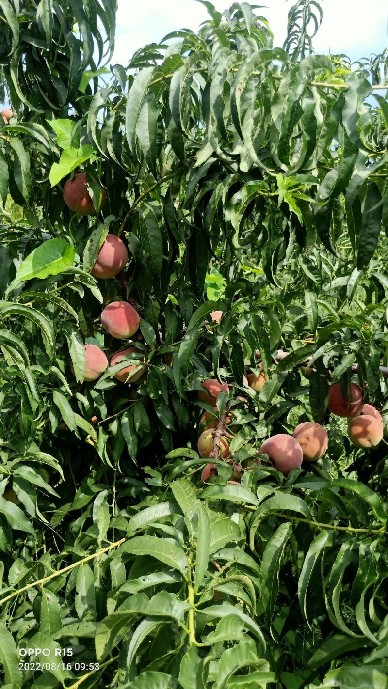 全红蜜桃产地直发一首货源离核沙土地种植口感蜜甜颜色鲜艳
