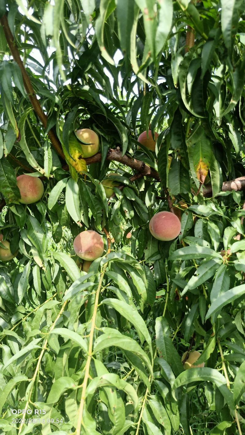 全红蜜桃产地直发一首货源离核沙土地种植口感蜜甜颜色鲜艳