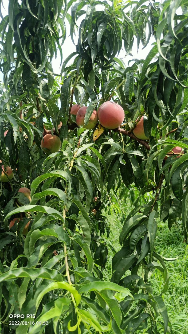 全红蜜桃产地直发一首货源离核沙土地种植口感蜜甜颜色鲜艳