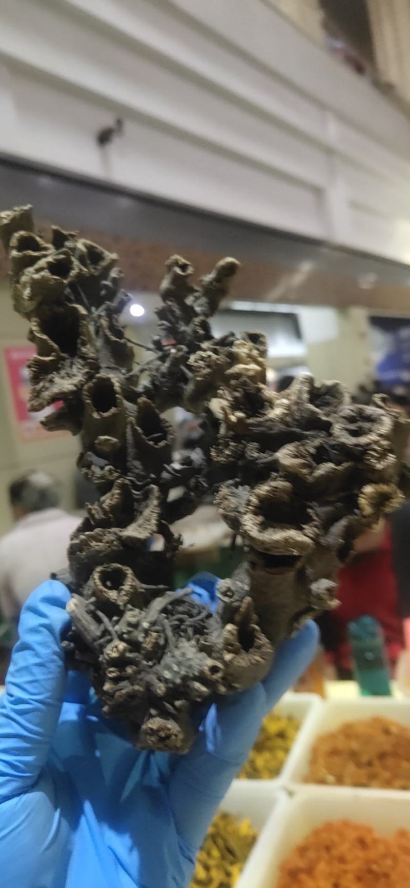 升麻，杨树花返魂草