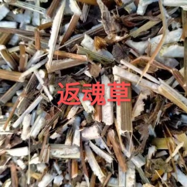 升麻，杨树花返魂草