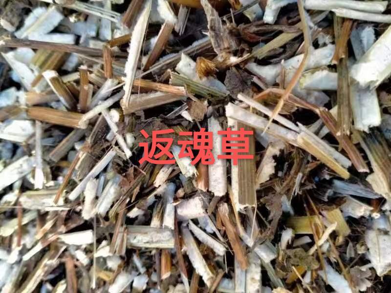 升麻，杨树花返魂草