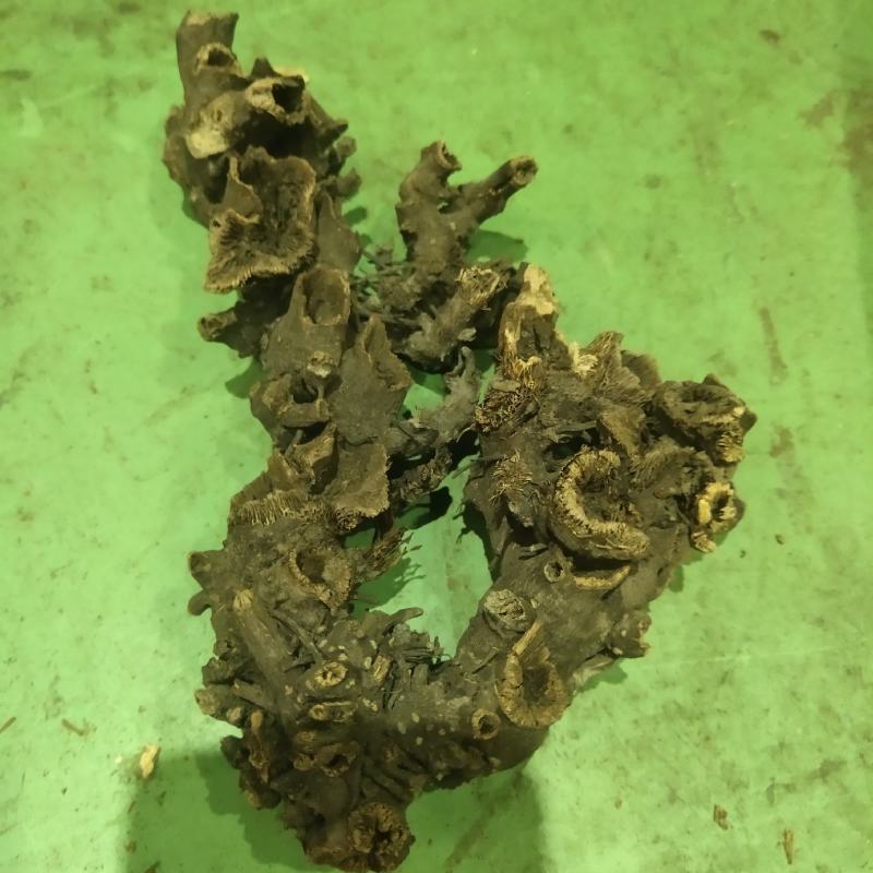 升麻，杨树花返魂草