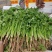 大叶香菜,根粗杆绿,颜色深绿可供山东河南各大市场超市