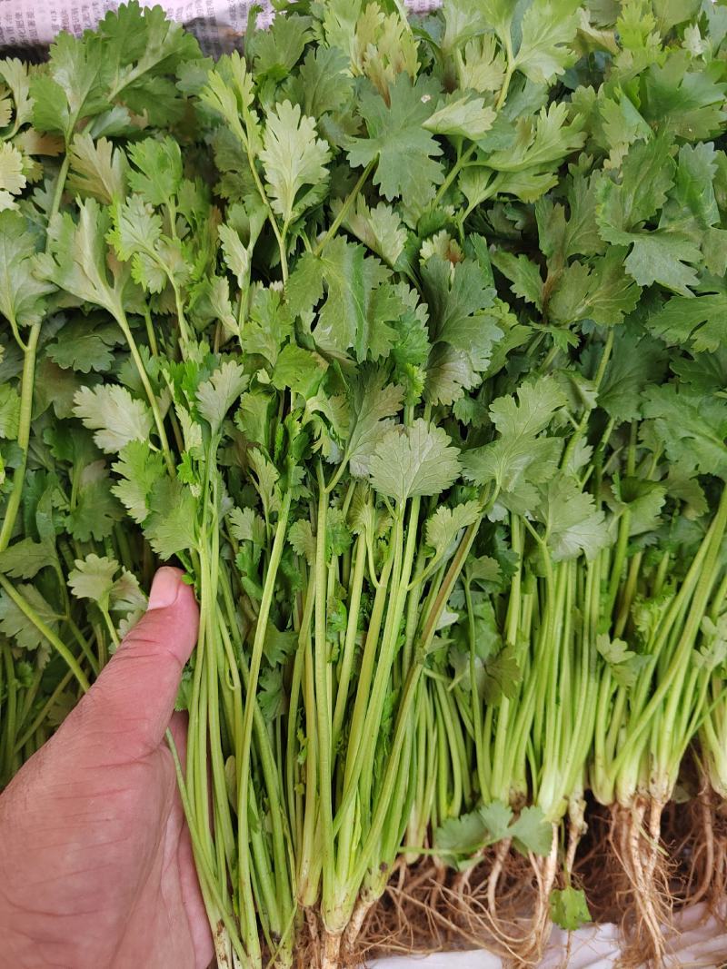 大叶香菜，根粗杆绿，颜色深绿可供山东河南各大市场超市