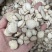 白芍大片圆片漂亮斜片白芍全国发货批发零售
