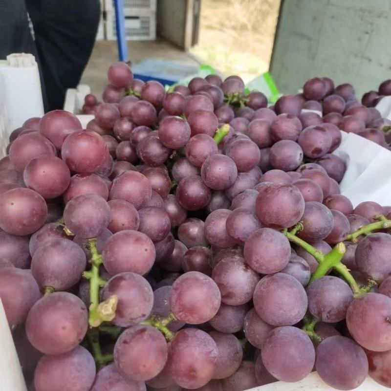 热销加工果榨汁葡萄巨峰葡萄大小粒小串葡萄可做酒榨汁