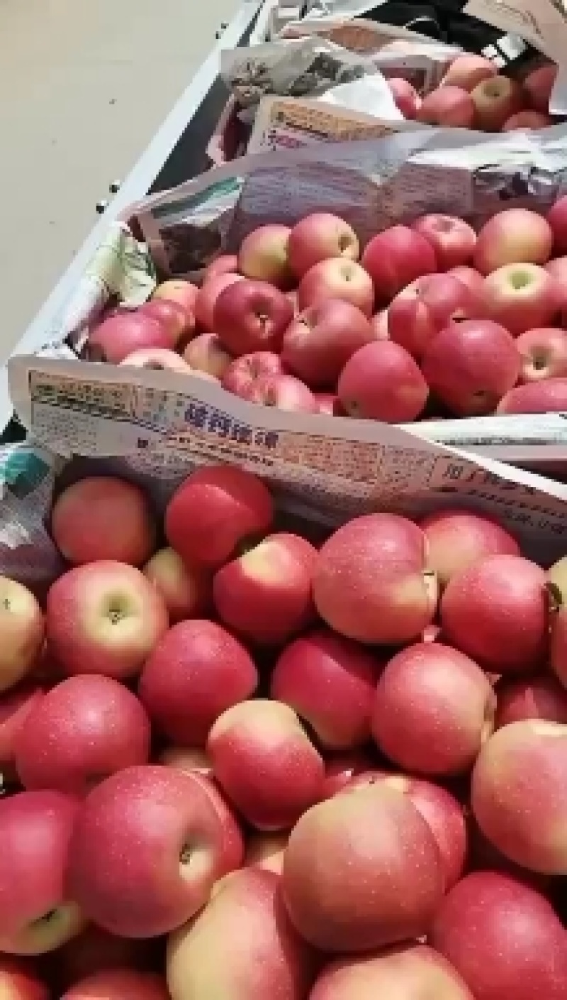 山西省榆次区嘎啦苹果大量成熟，口感脆甜香，果面干净，