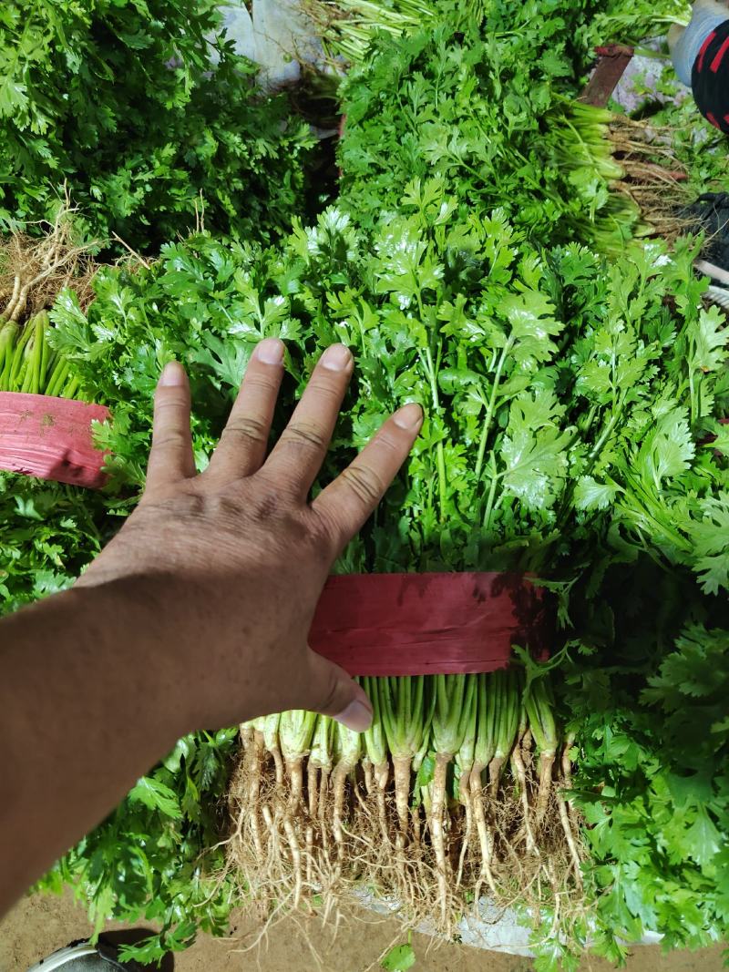 大叶香菜，根粗杆绿，颜色深绿可供山东河南各大市场超市
