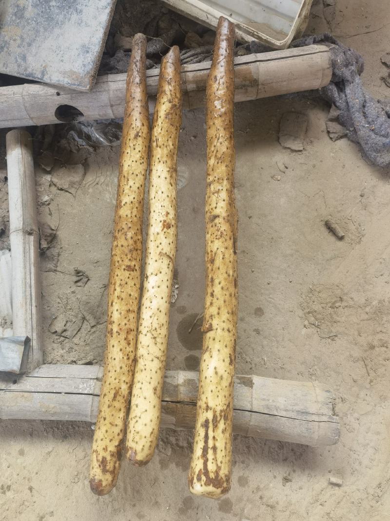 新疆白玉山药哈密阿克苏121等地区山药