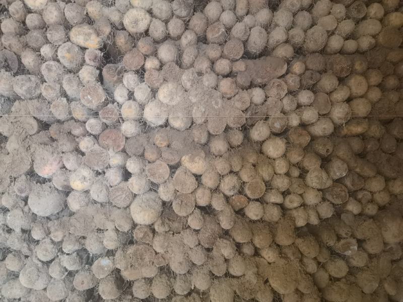 新疆白玉山药哈密阿克苏121等地区山药