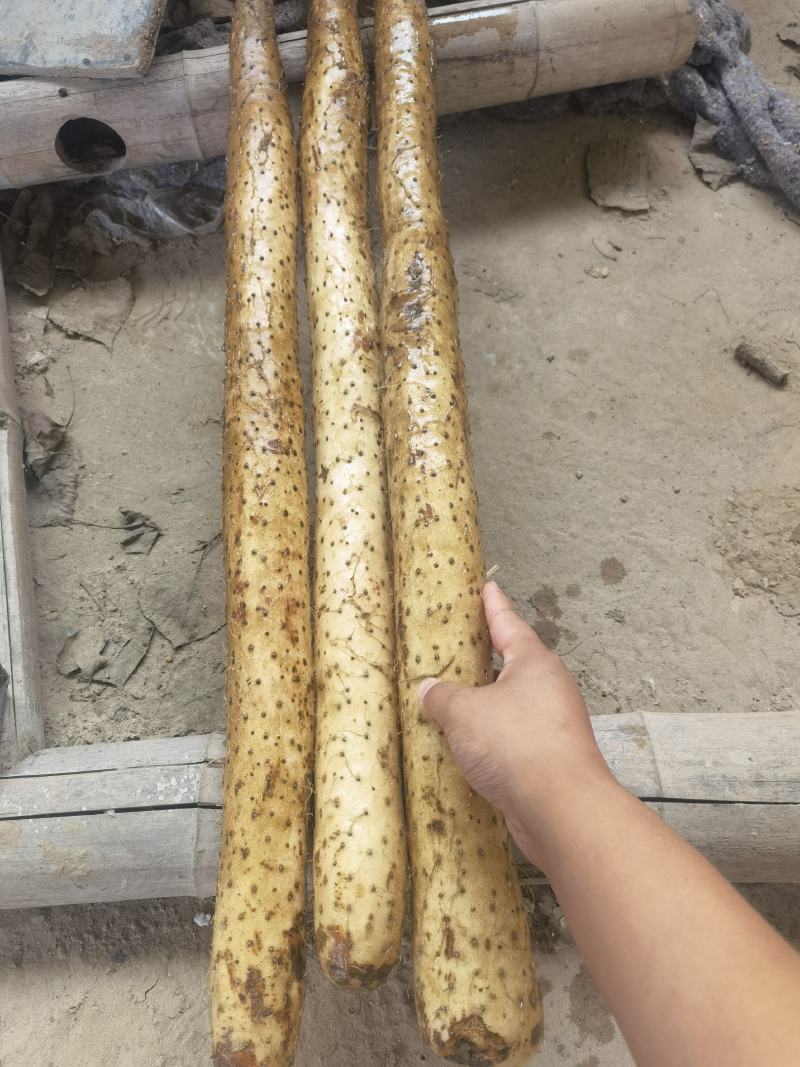 新疆白玉山药哈密阿克苏121等地区山药