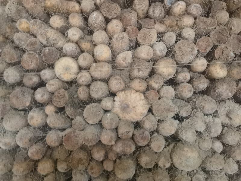 新疆白玉山药哈密阿克苏121等地区山药