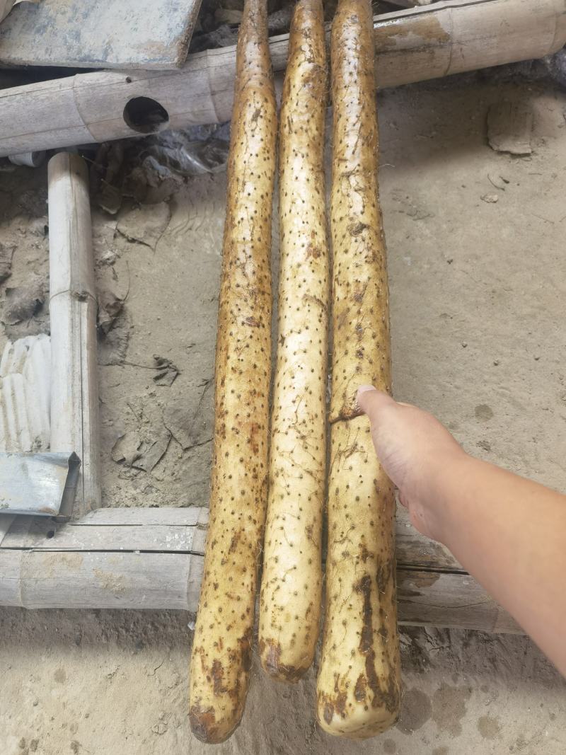 新疆白玉山药哈密阿克苏121等地区山药