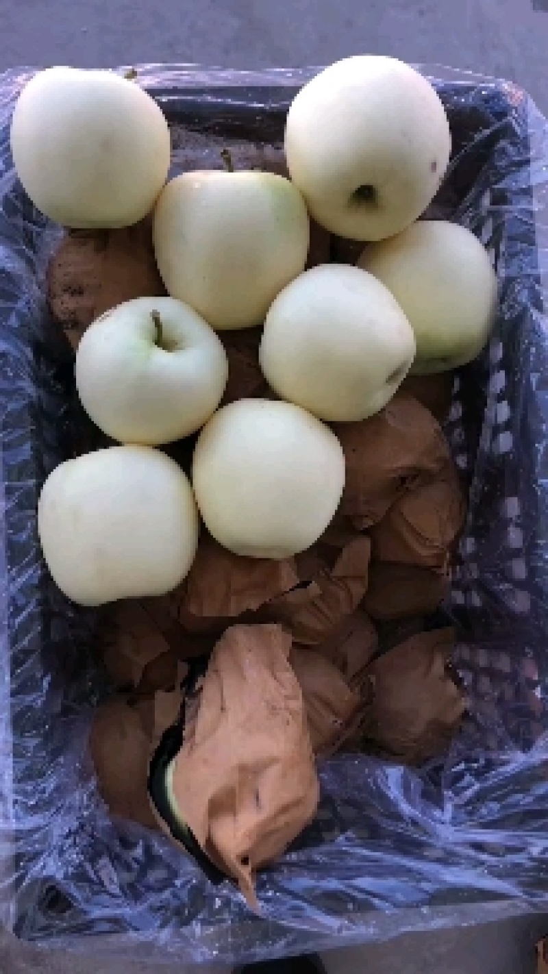 绥中早期黄元帅苹果大量出售，大个干净白，需要联系我