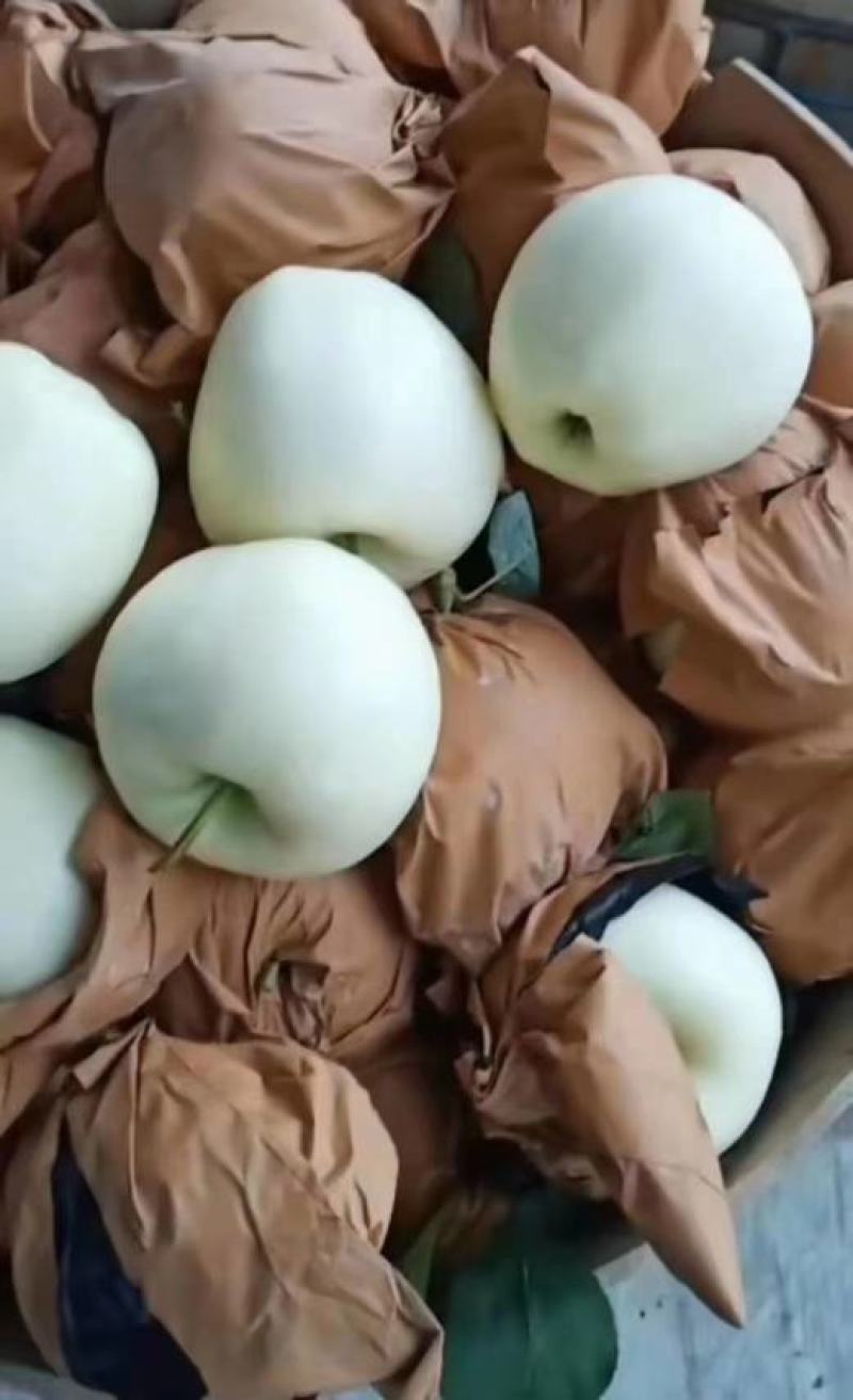 绥中早期黄元帅苹果大量出售，大个干净白，需要联系我