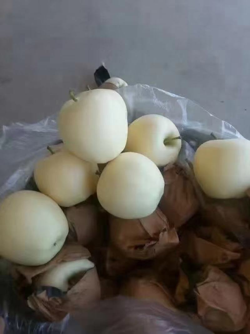 绥中早期黄元帅苹果大量出售，大个干净白，需要联系我