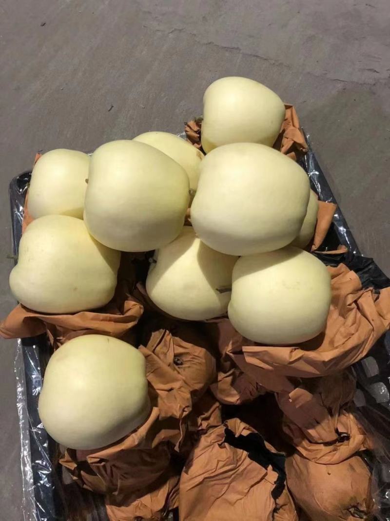 绥中早期黄元帅苹果大量出售，大个干净白，需要联系我