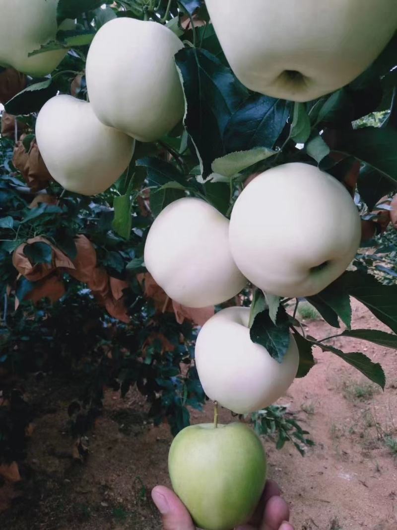 绥中早期黄元帅苹果大量出售，大个干净白，需要联系我