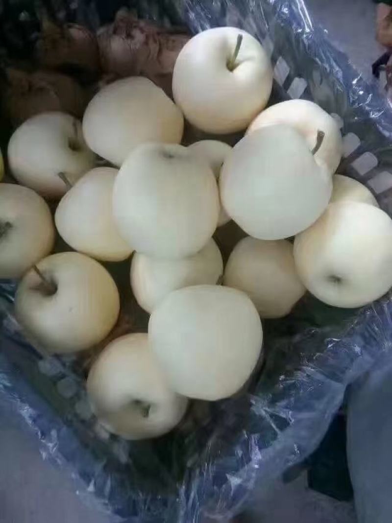 绥中早期黄元帅苹果大量出售，大个干净白，需要联系我