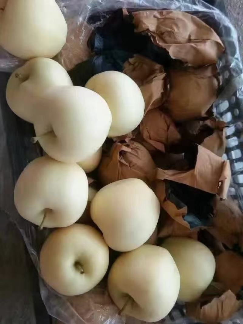 绥中早期黄元帅苹果大量出售，大个干净白，需要联系我