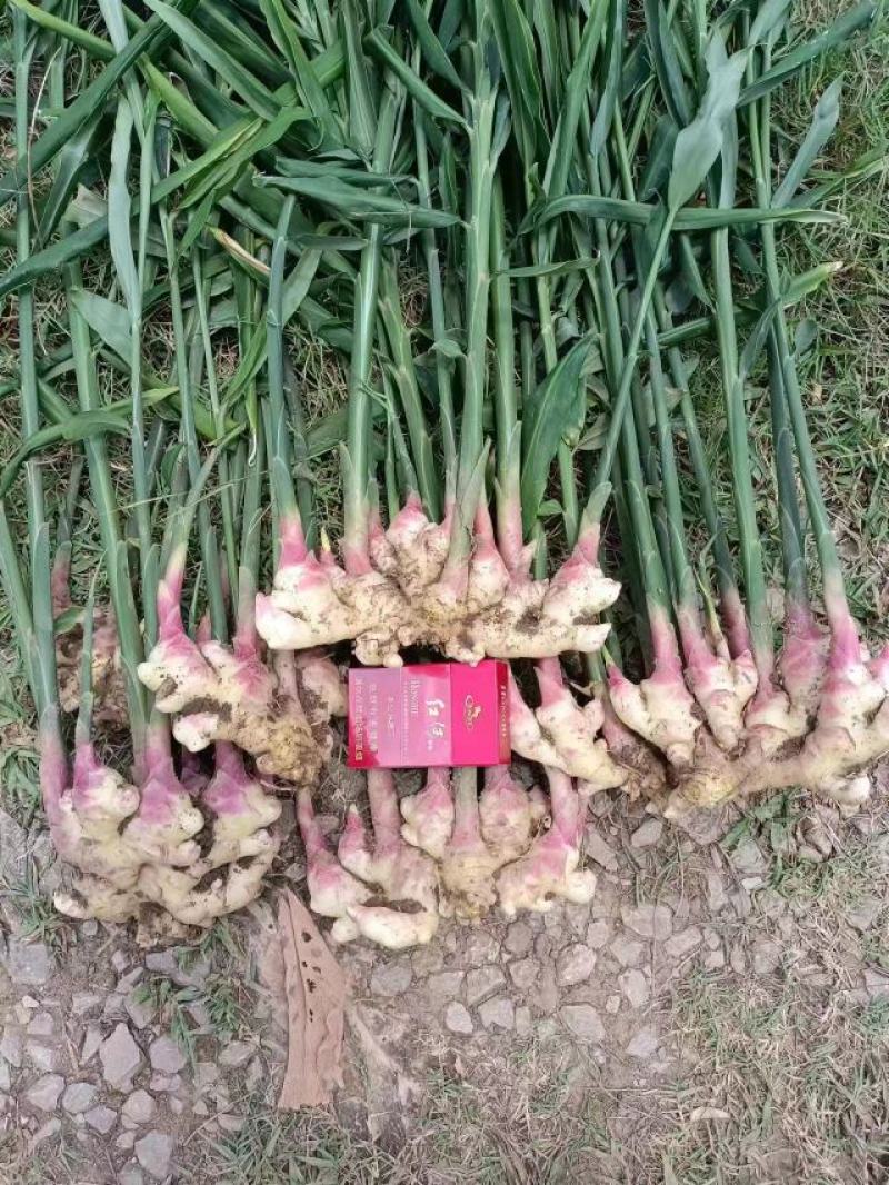 小黄姜