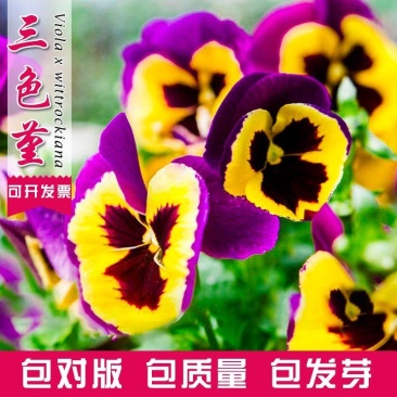 三色堇花种子四季易播室内阳台室外盆栽蝴蝶花猫儿脸垂吊花卉