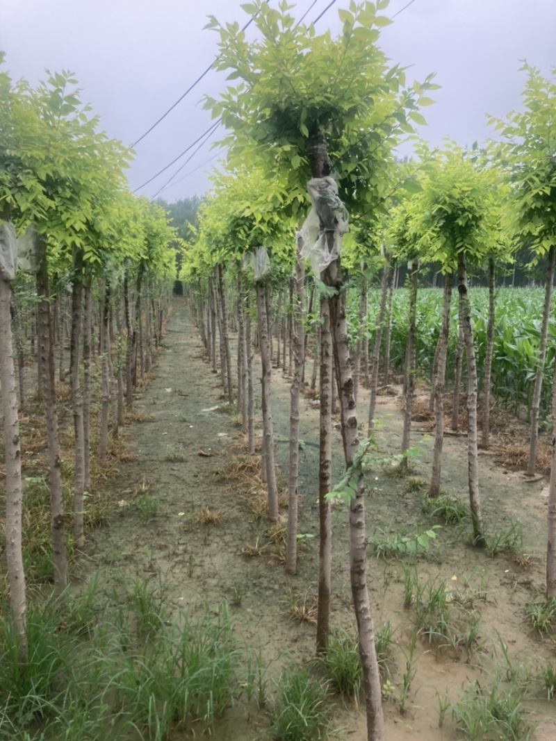 自家基地高杆金叶榆规格齐全，价格便宜诚信经营