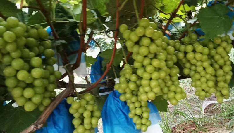 阳光玫瑰大量上市品质保证口感鲜甜欢迎各位老板采购