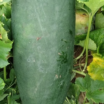 黑皮冬瓜颜色好，地板好