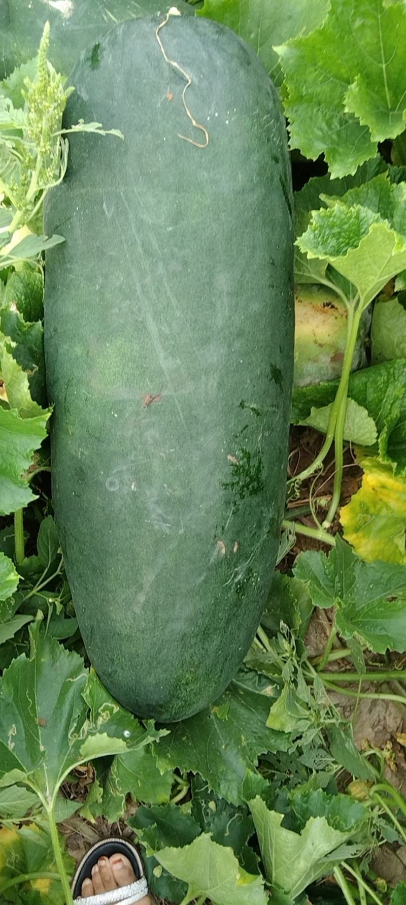 黑皮冬瓜颜色好，地板好