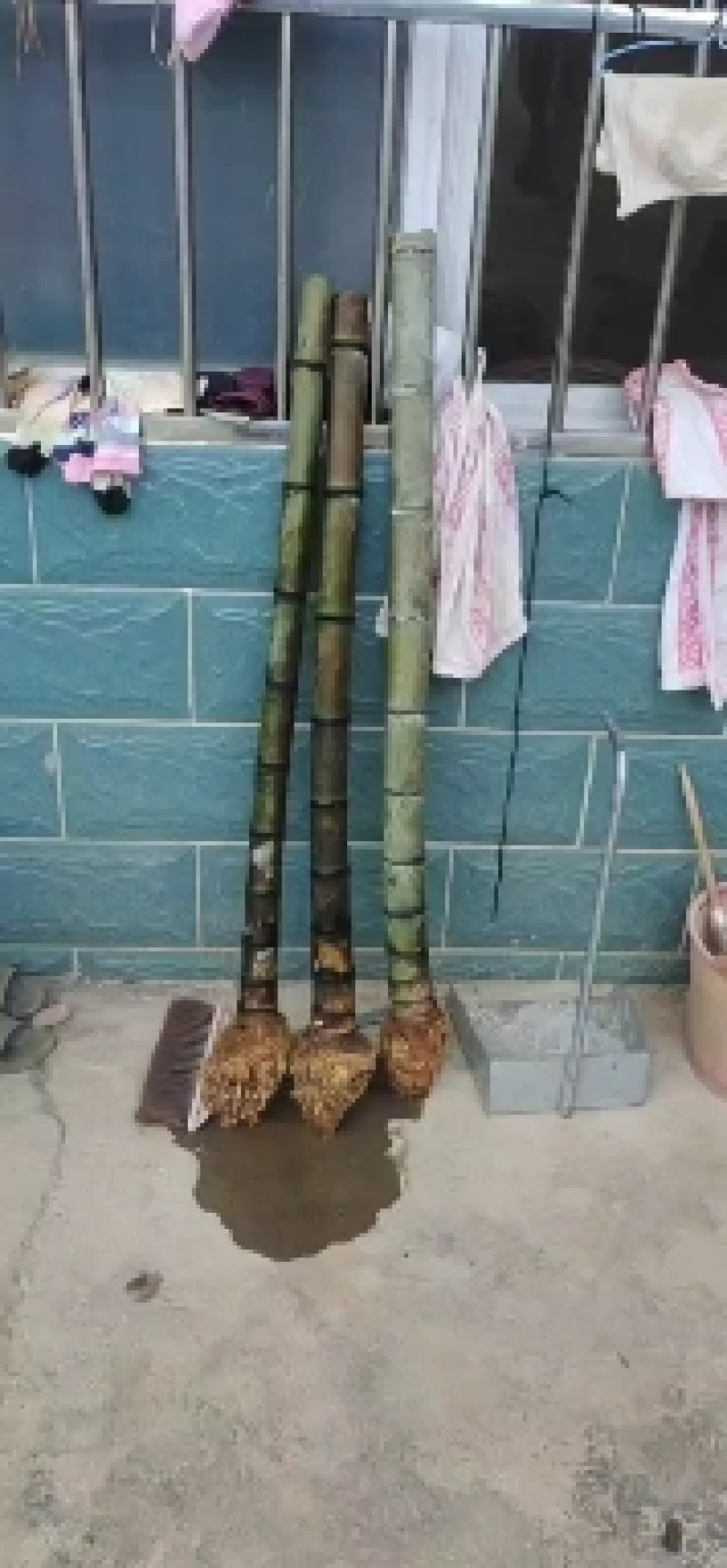 70公分8-12个竹节大量毛竹兜出售，