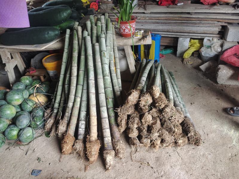 70公分8-12个竹节大量毛竹兜出售，