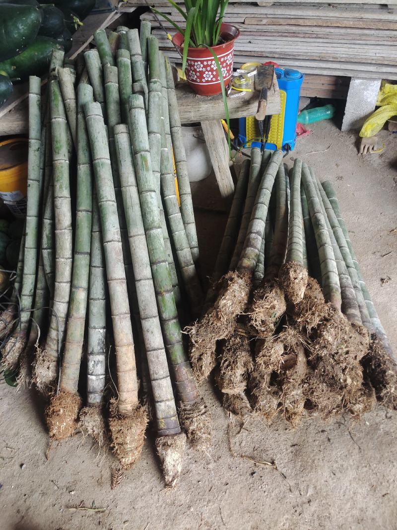 70公分8-12个竹节大量毛竹兜出售，