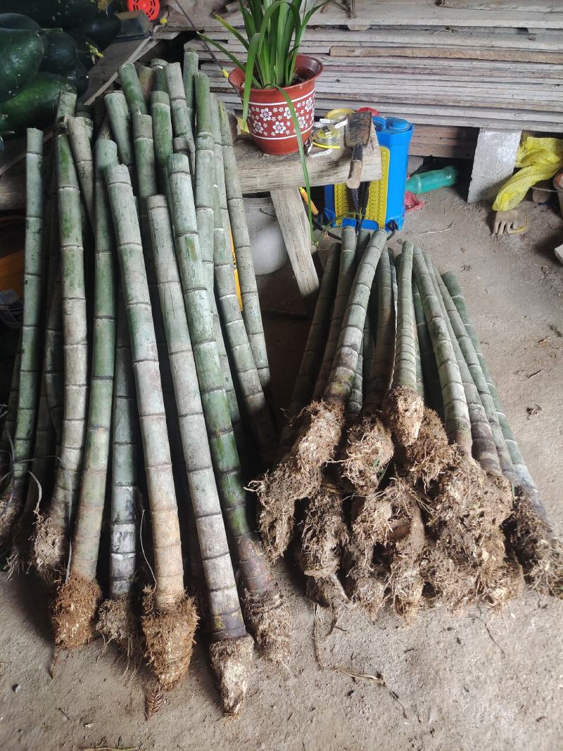 70公分8-12个竹节大量毛竹兜出售，